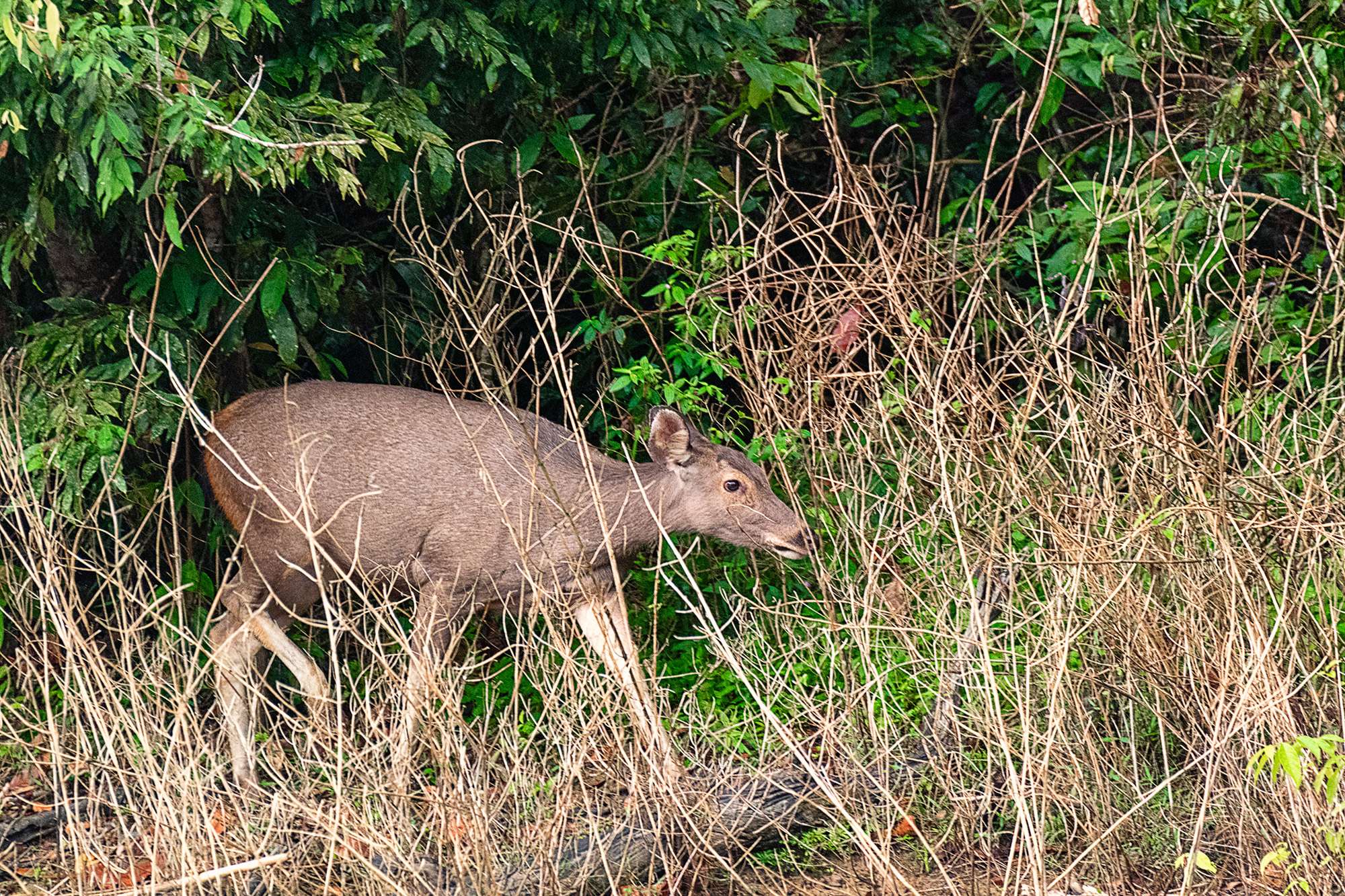 Sambar deer