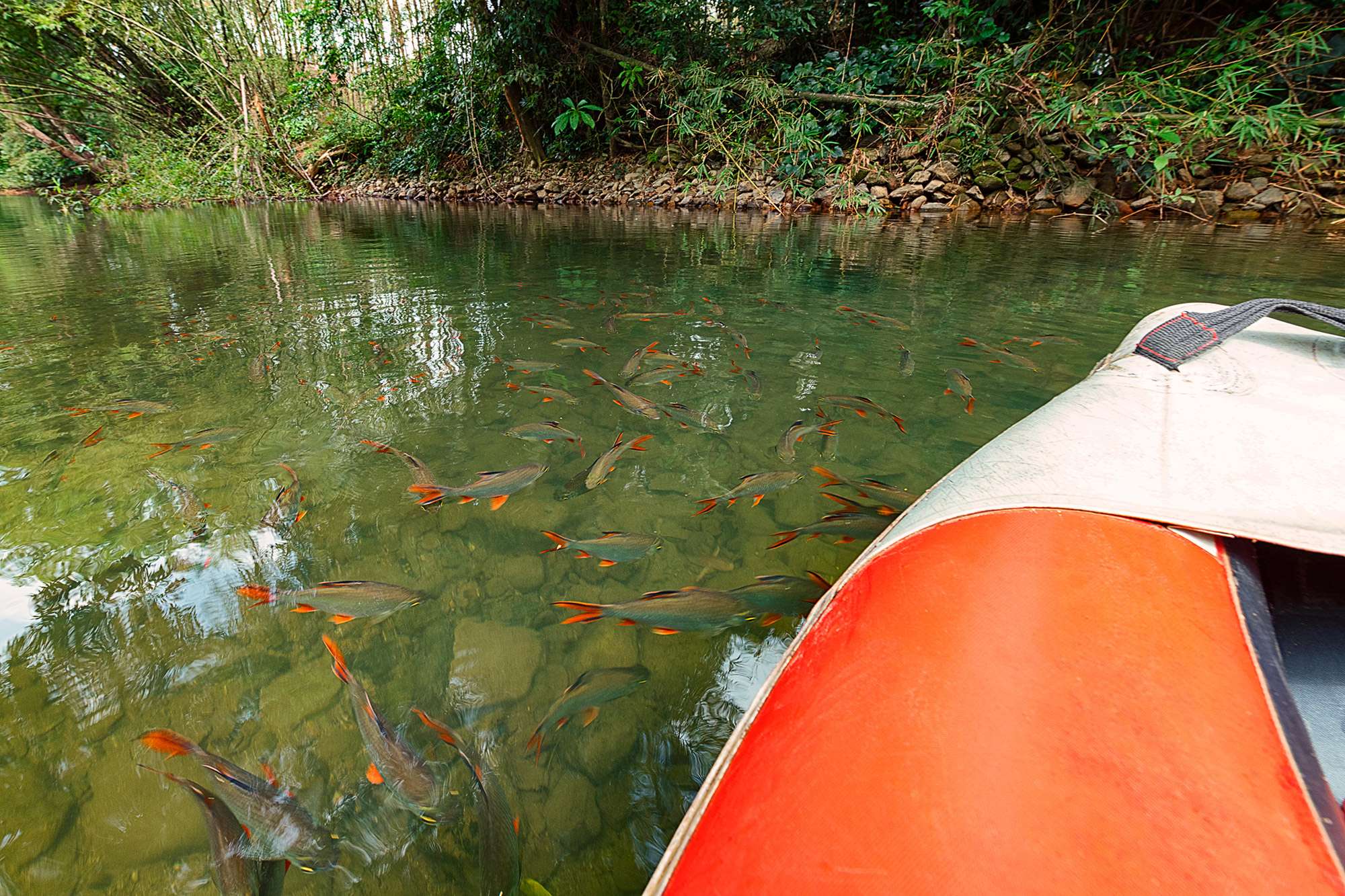 Multicoloured fish in Cheow Lan lake.