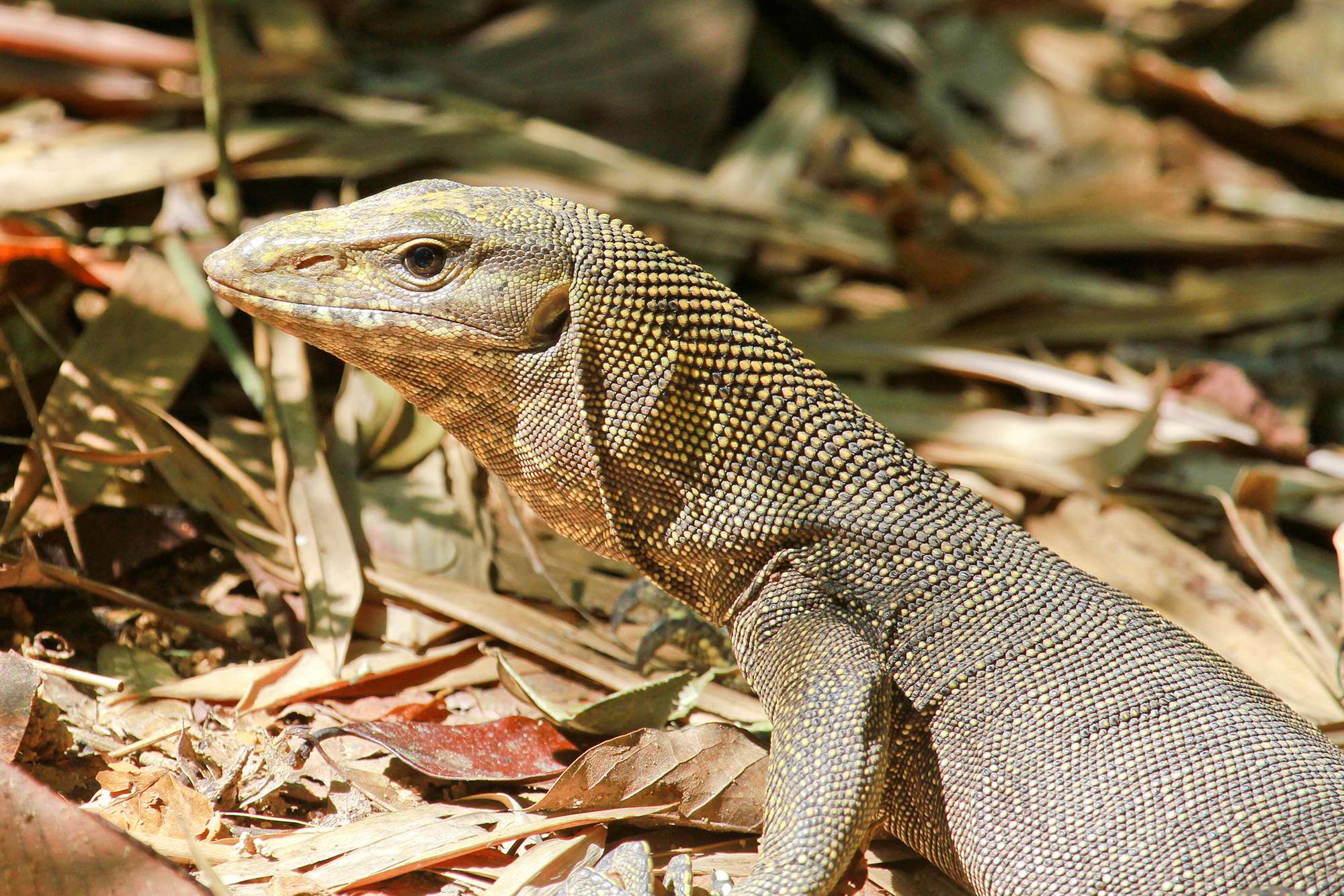 Monitor lizard seen during the Thailand rainy season