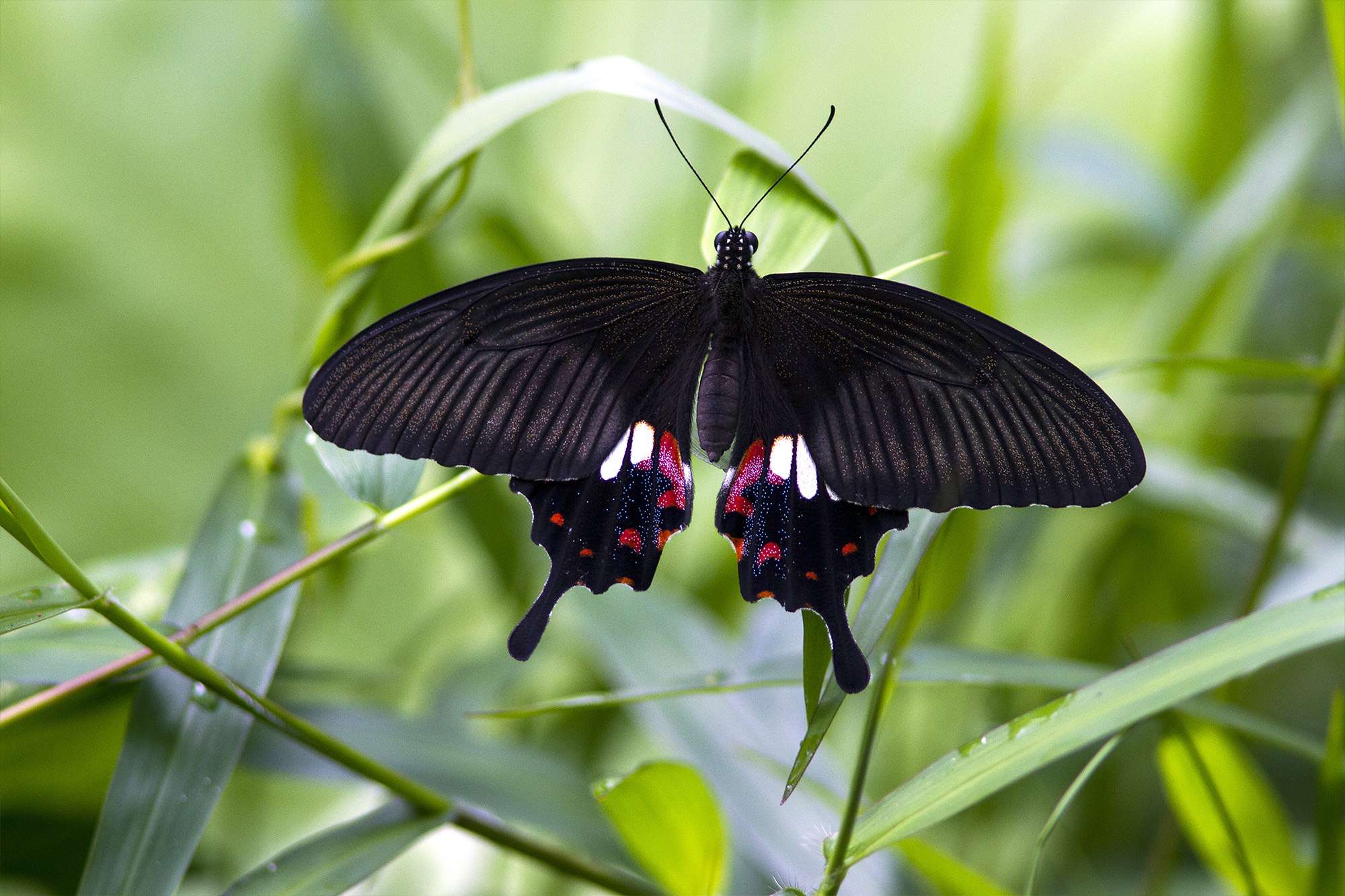 Moths and butterflies come out during the Thailand rainy season