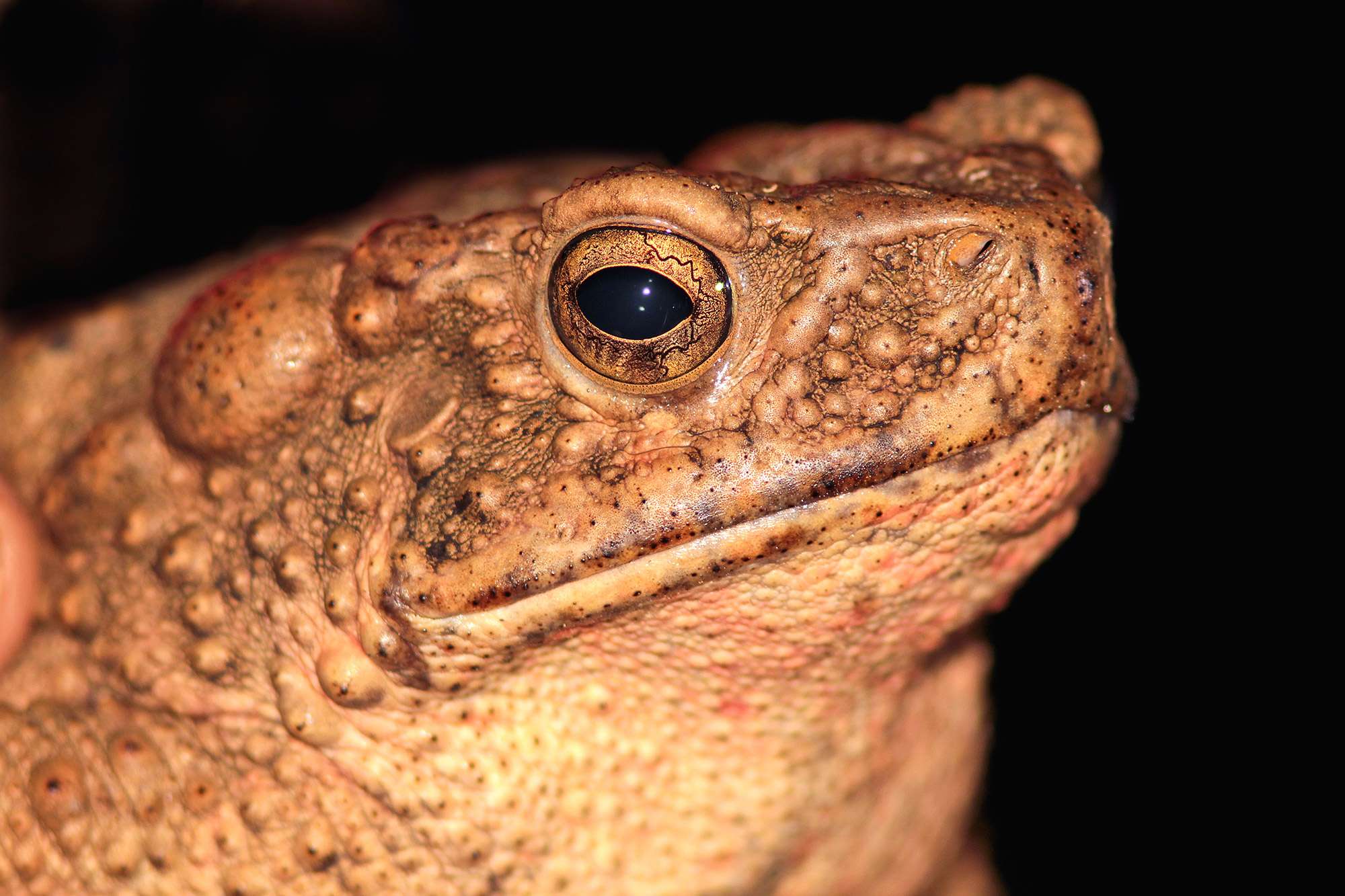 Face of a toad