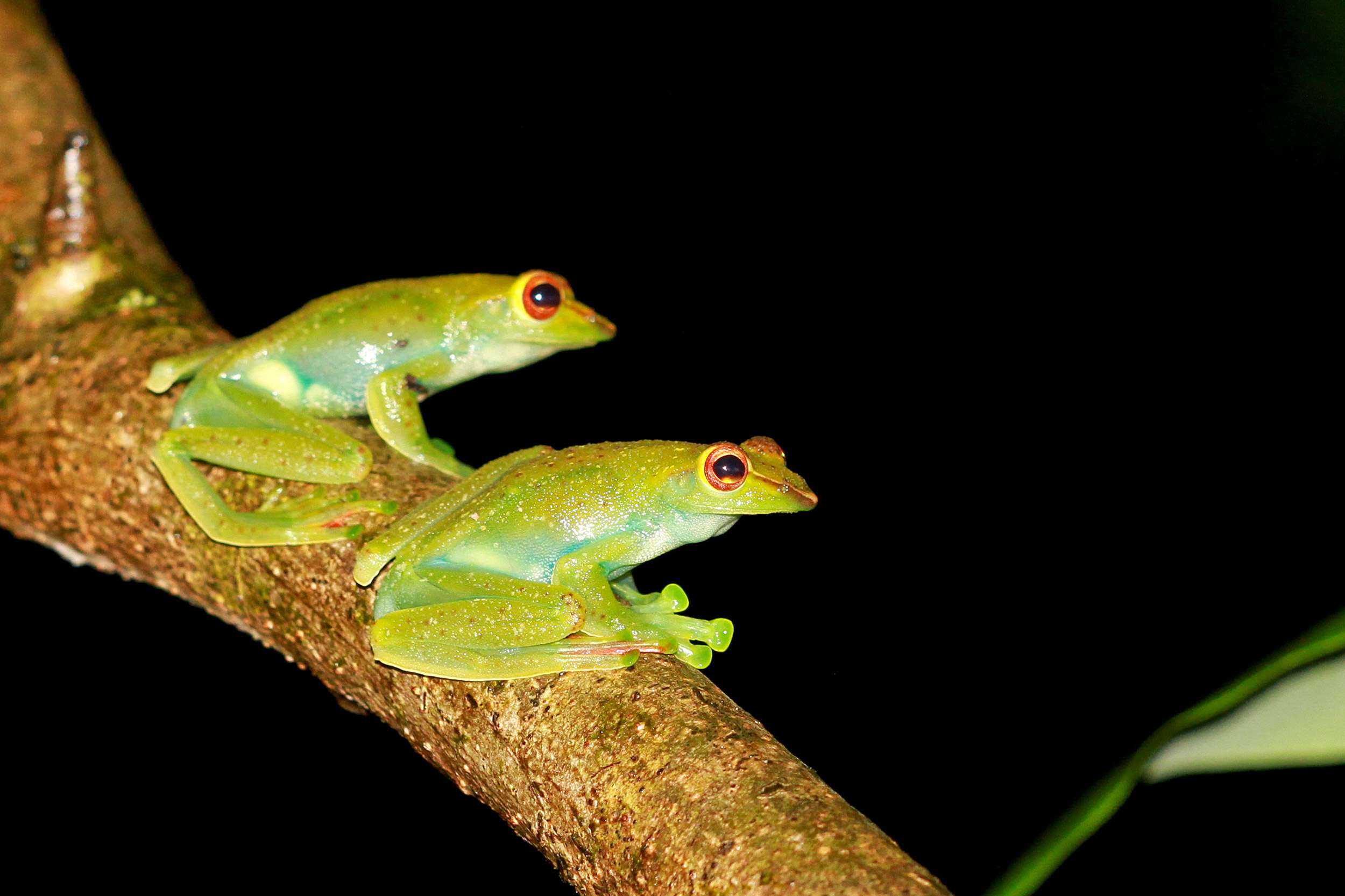 Thailand rainy season frogs