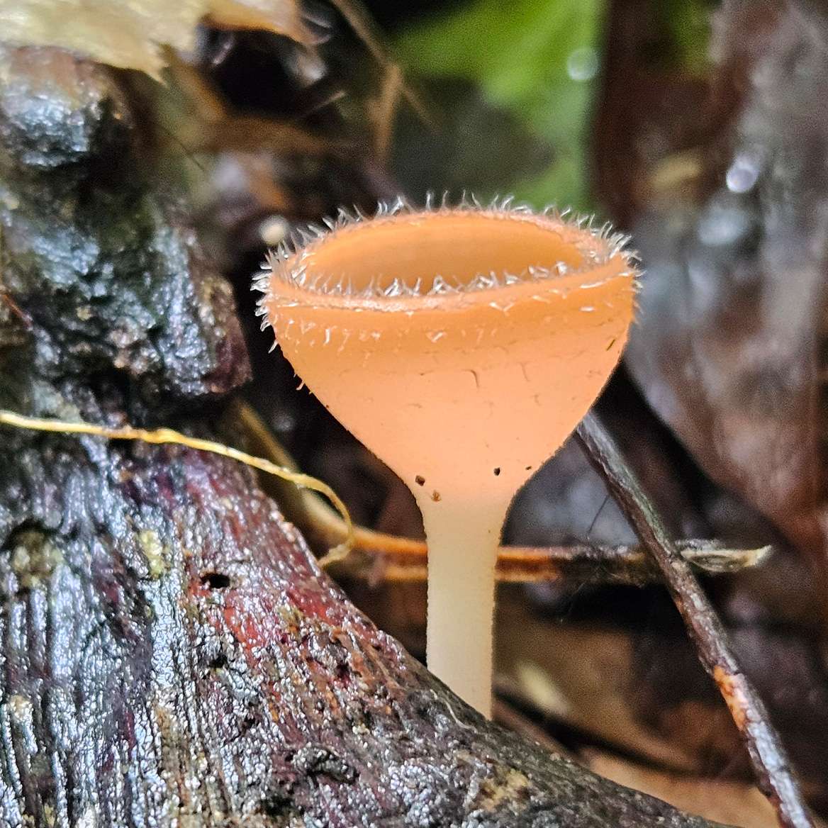 Cookeina speciosa