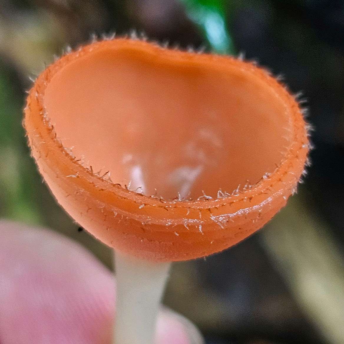 Cookeina speciosa