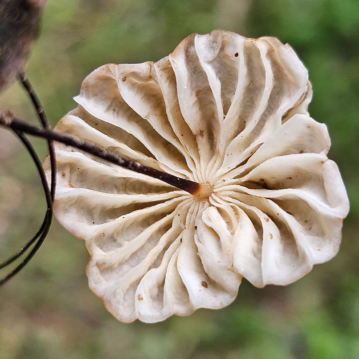 Marasmius siccus