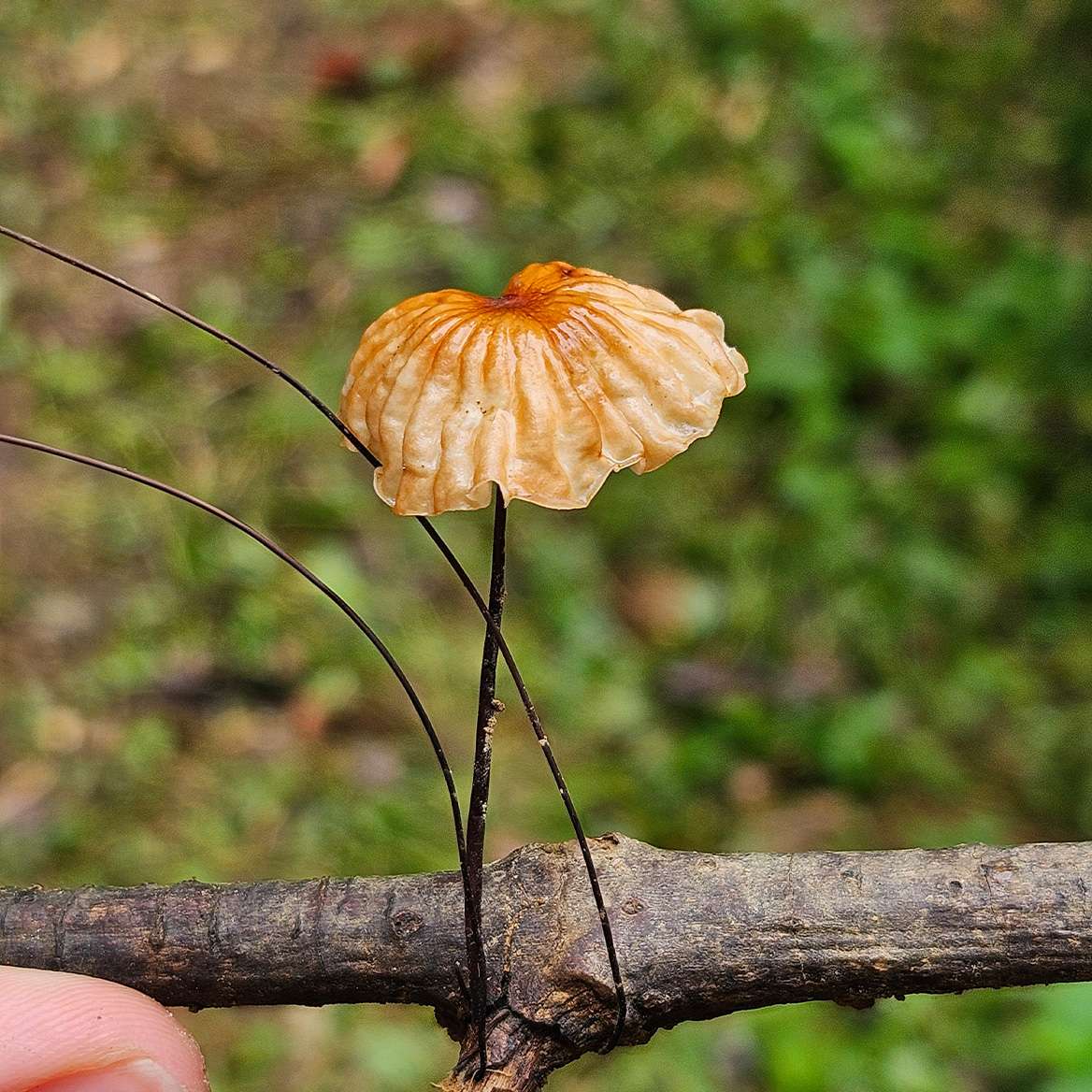 Mushrooms of Khao Sok - Marasmius siccus