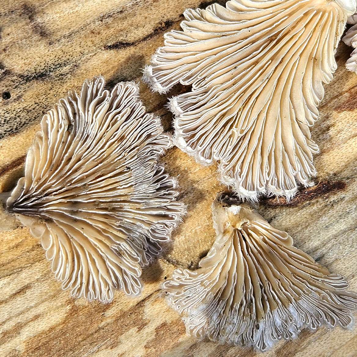 Schizophyllum commune gills