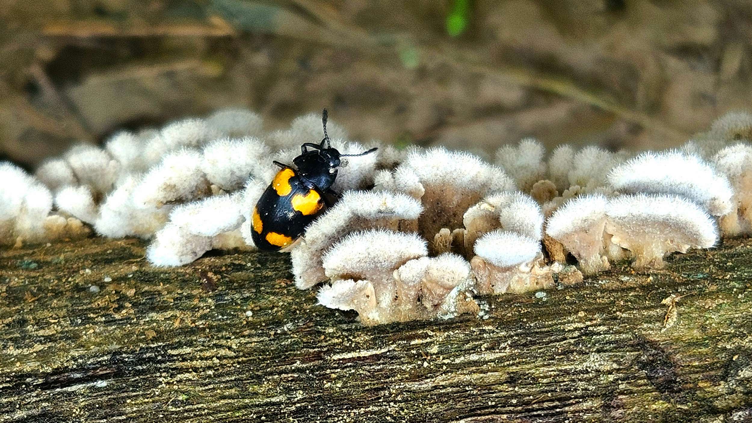Schizophyllum commune