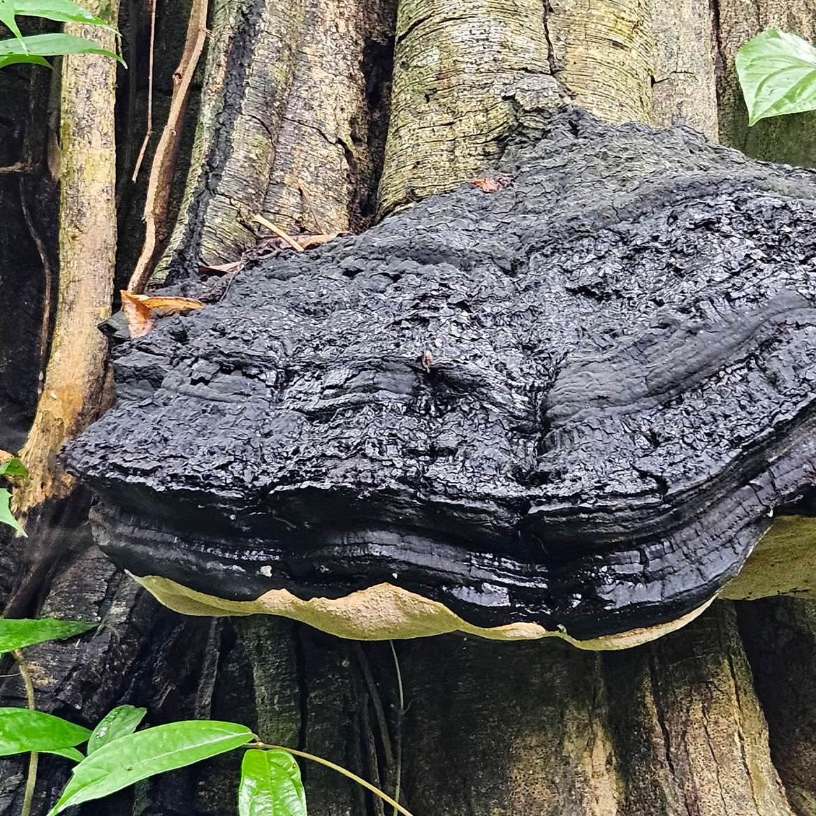 Ganoderma mushroom of Khao Sok