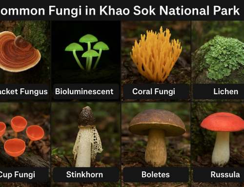 Fungal in the Jungle – the Hidden Mushrooms of Khao Sok