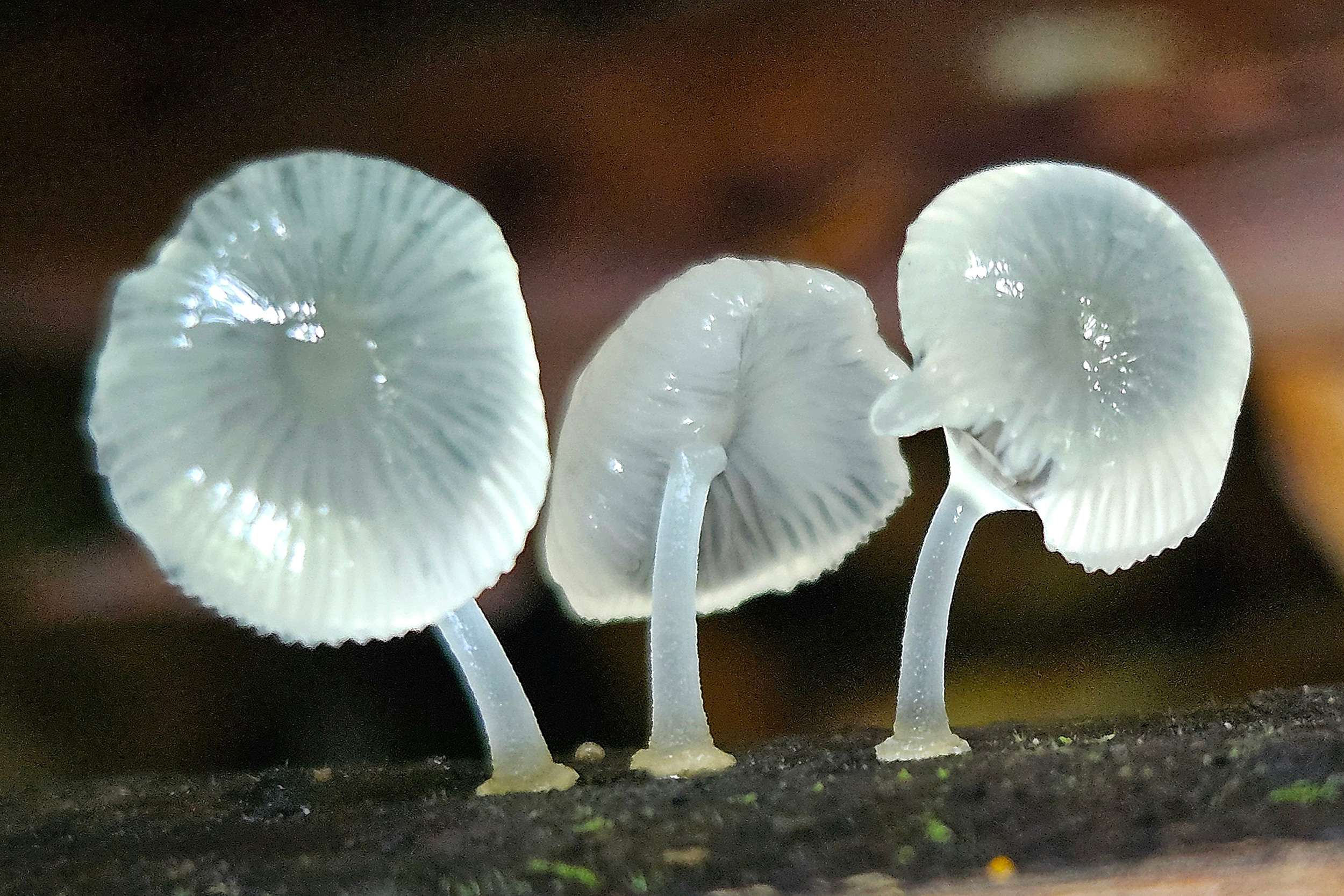 Mushrooms of Khao Sok