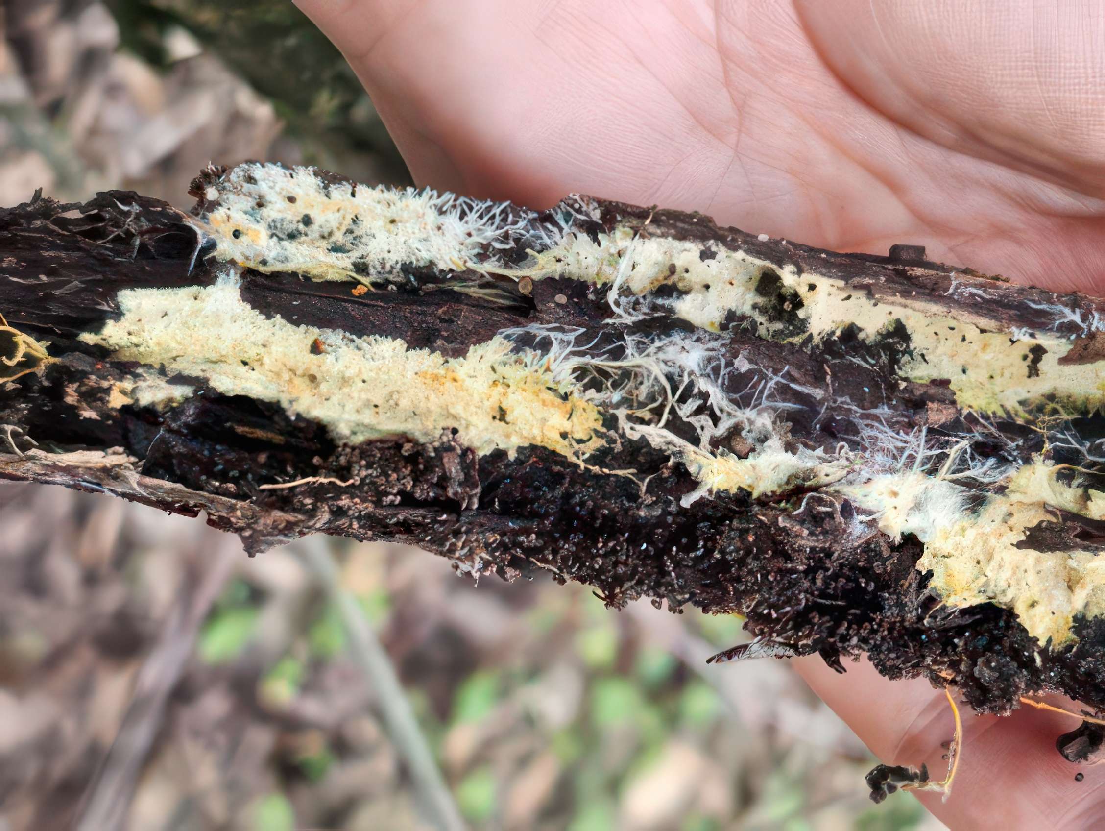 mycelium