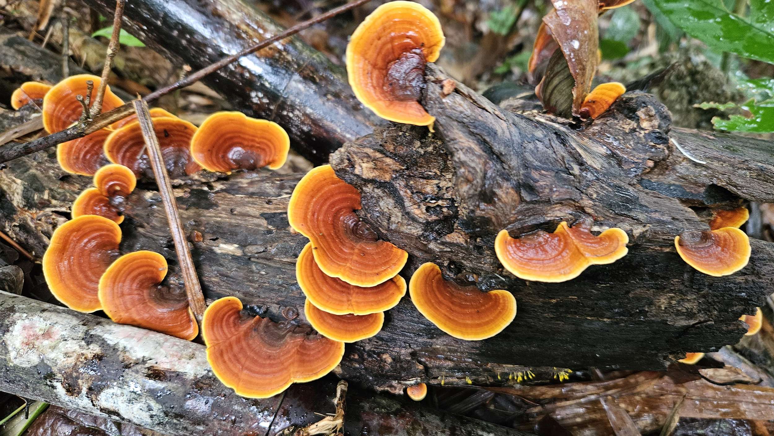 Stereum Ostrfea