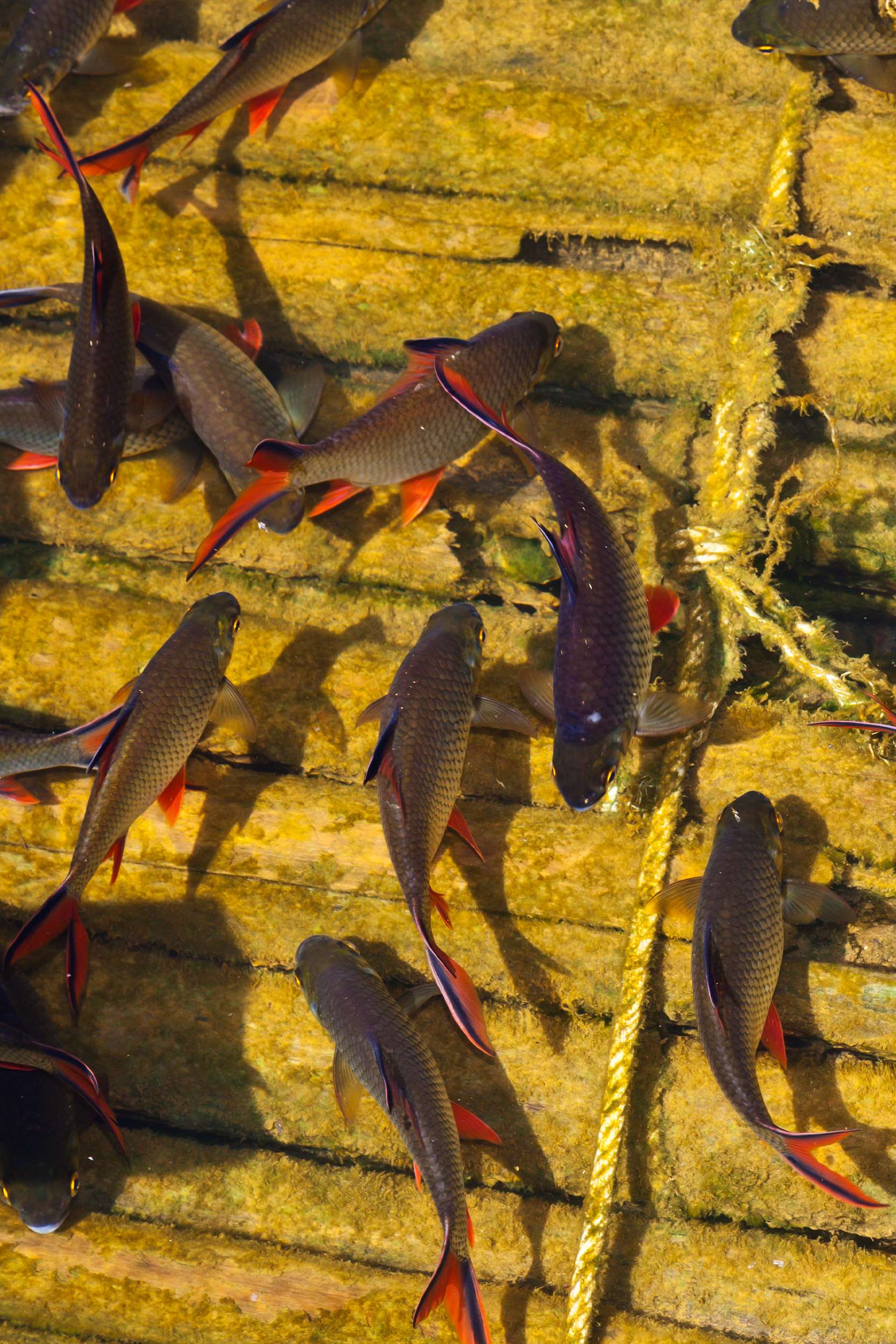 Fish