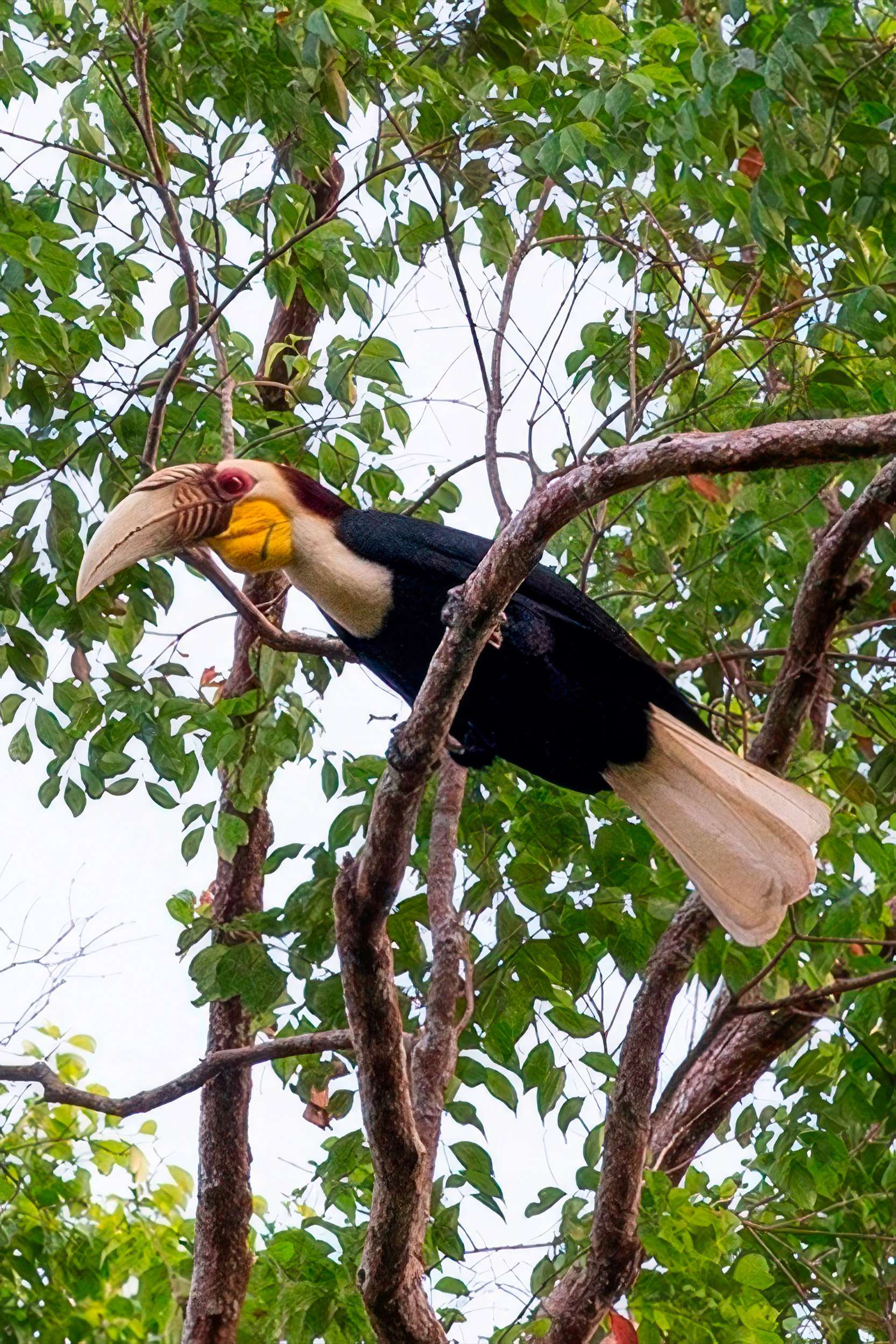 Hornbill