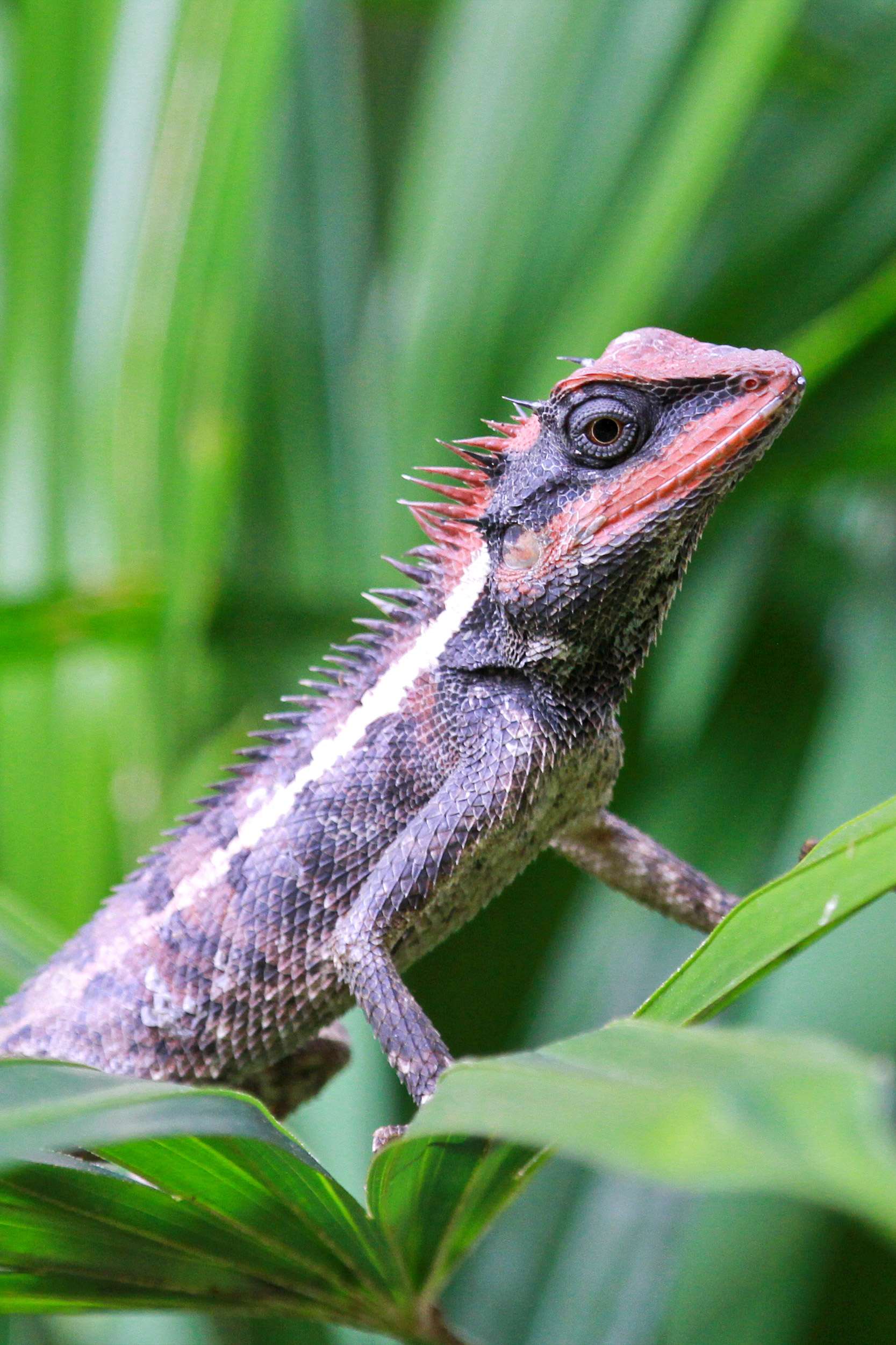Lizard