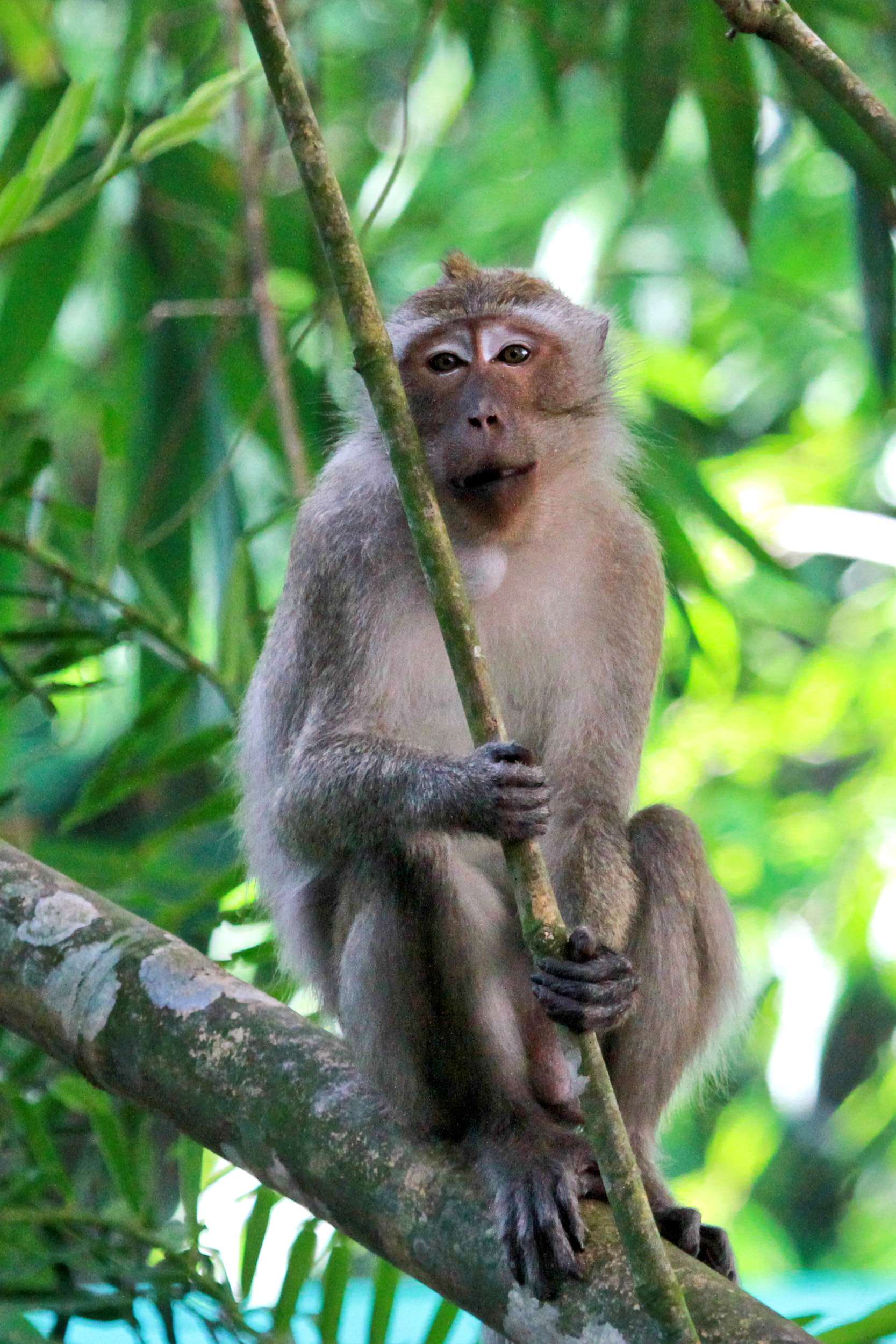 Mammals seen at Cheow Lan lake