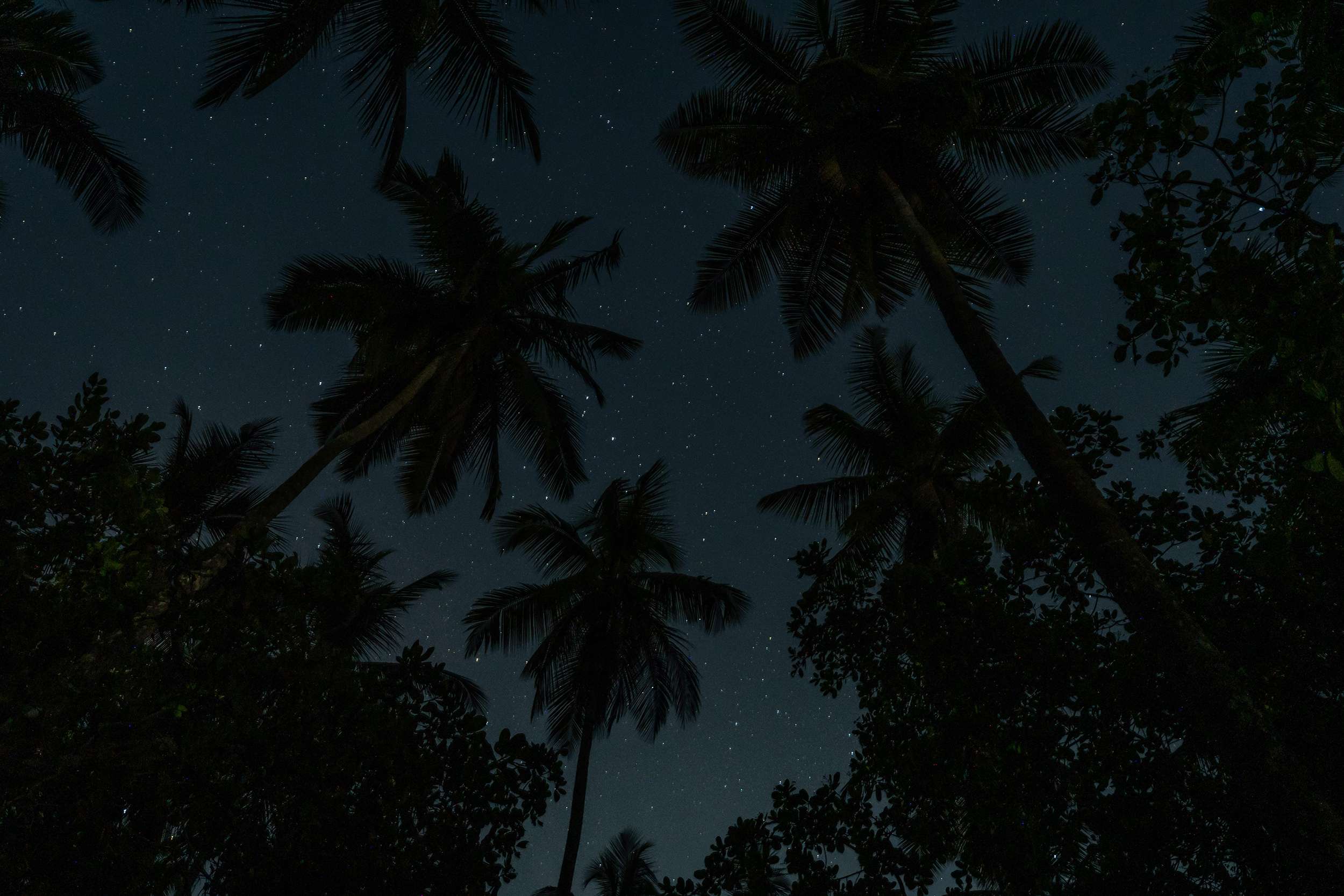 A starry night in teh jungle
