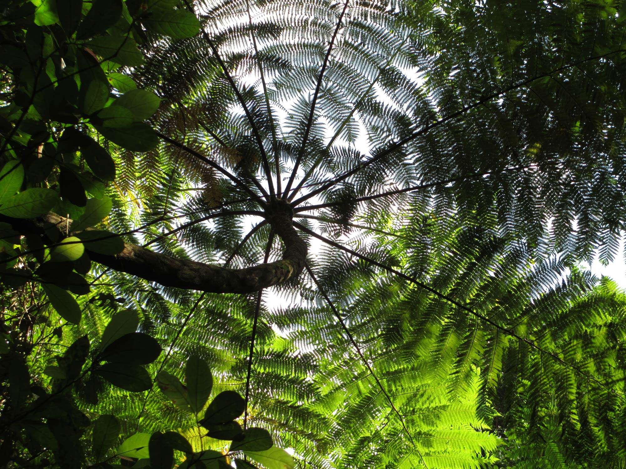 Looking up at the forest tree canopy in Khao Sok national park.