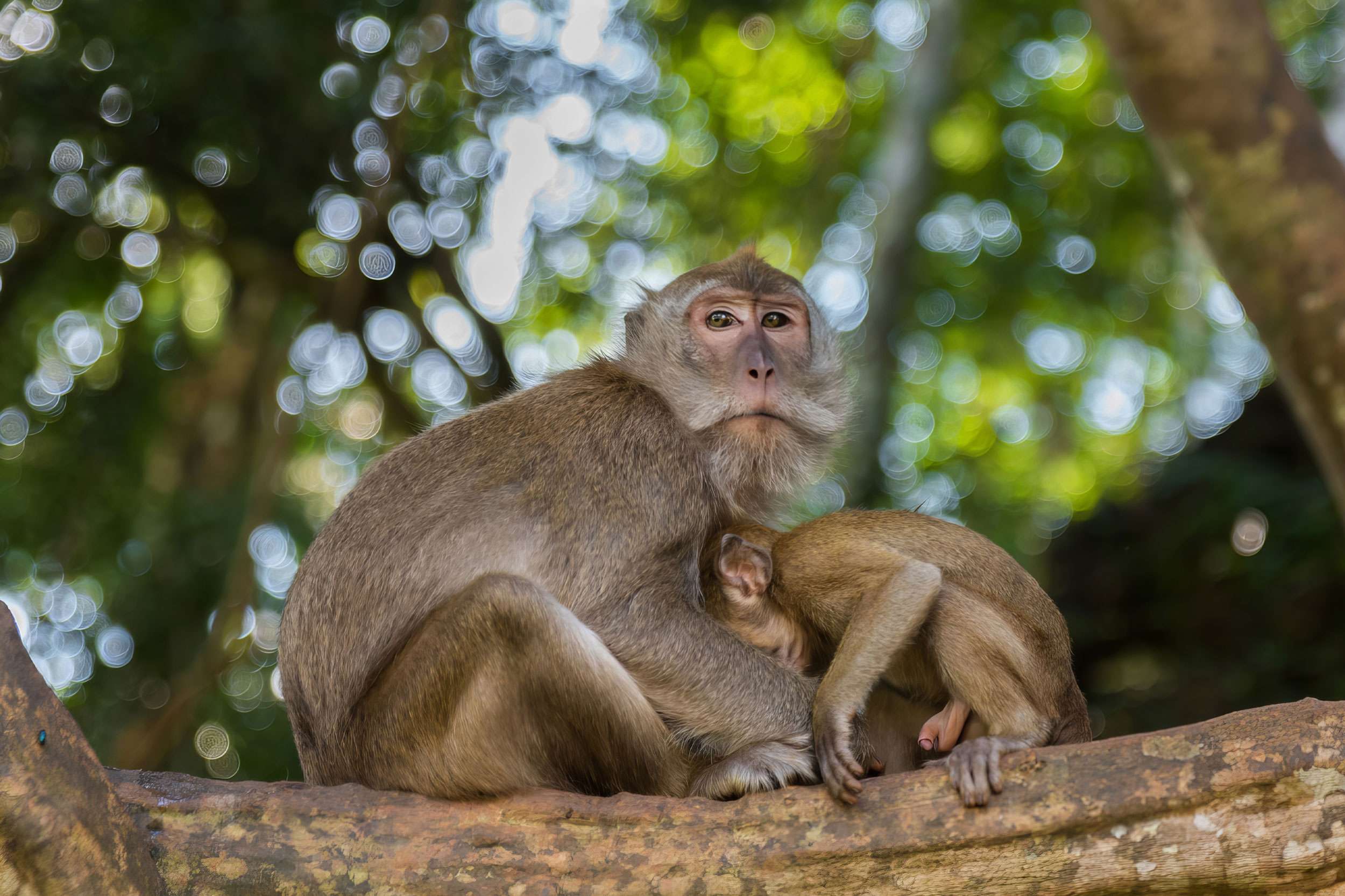 Macaques in the rainforest of Khao Sok.