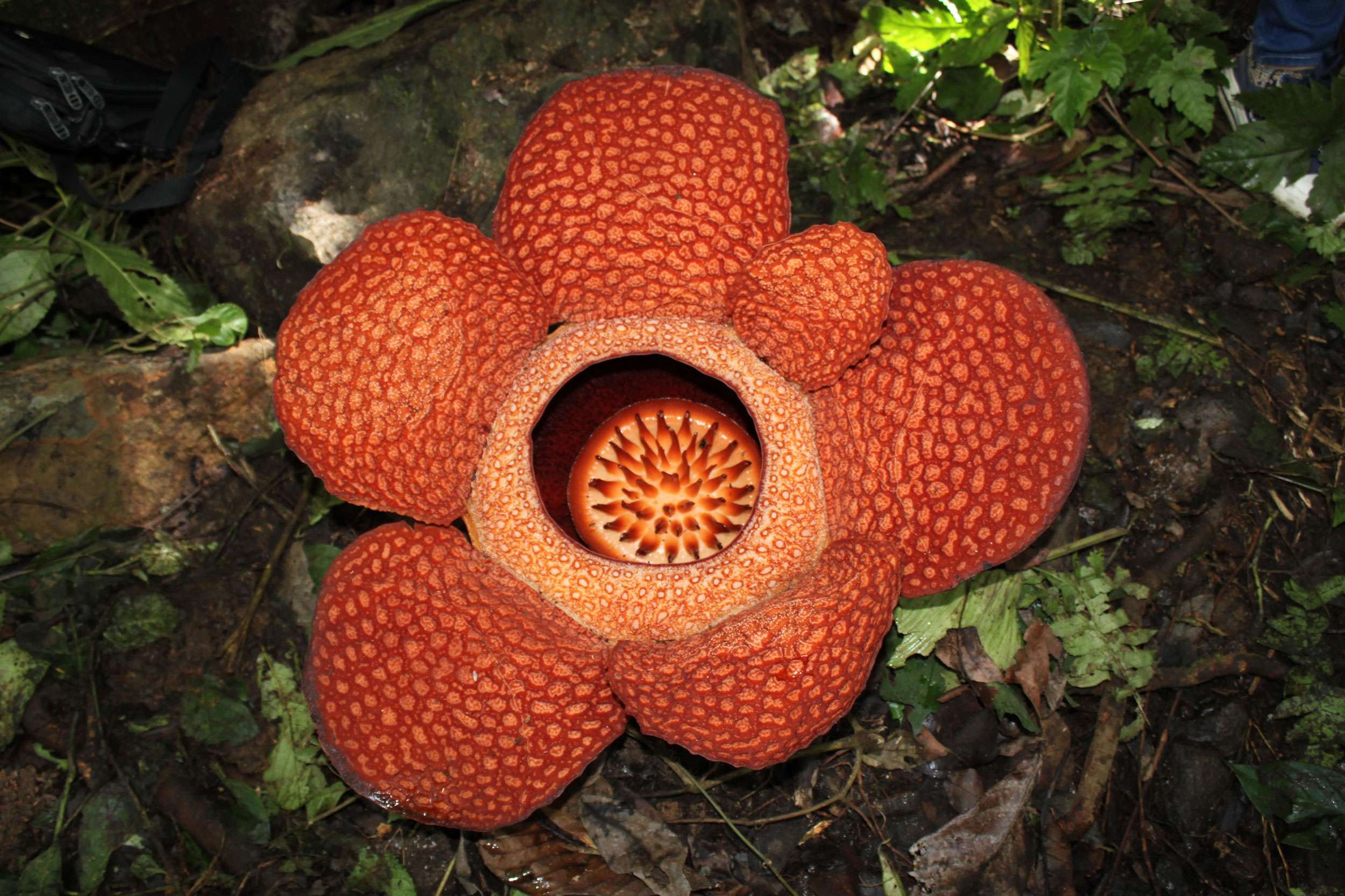 Khao Sok National Park - Rafflesia flower