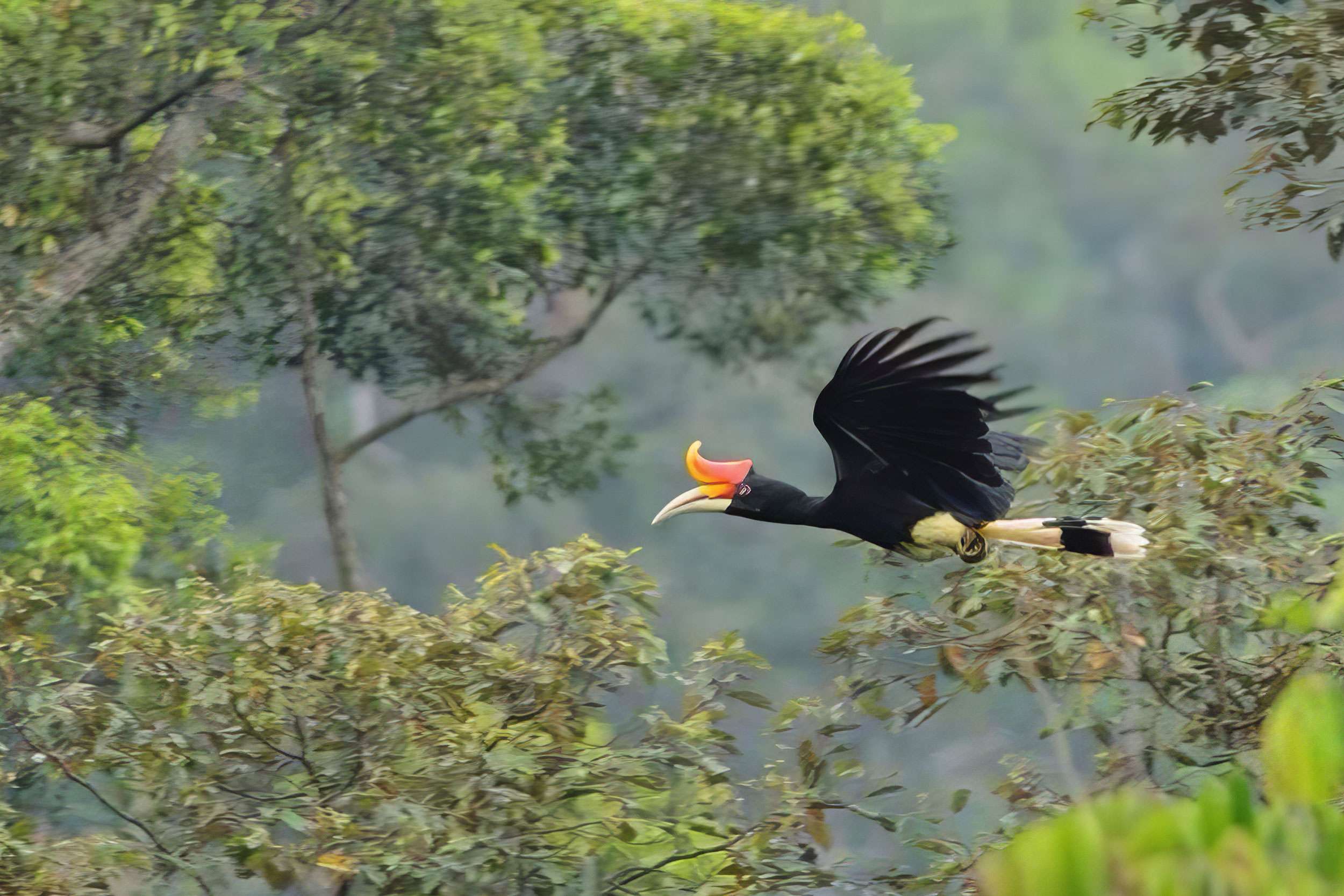 A hornbill in full flight gliding through the forest